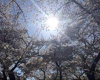 Making fuel from light