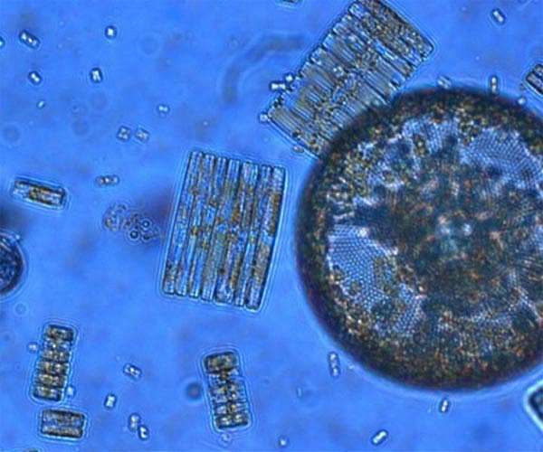 Drifting into trouble? The tiny ocean creatures with a global impact