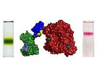Bristol team develops photosynthetic proteins for expanded solar energy conversion