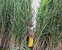 Invasive plants can boost blue carbon storage