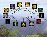 Tree Of Life For Flowering Plants Reveals Relationships Among Major Groups