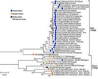 The genetic evolution of Zika virus