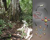 Mapping microbial symbioses in forests