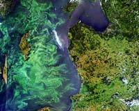 Phytoplankton Is Changing Along The Antarctic Peninsula