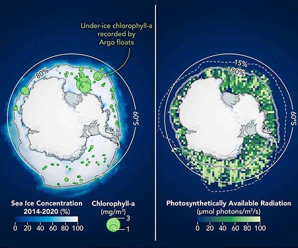 Phytoplankton may be abundant under Antarctic sea ice