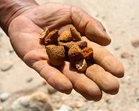 Researchers say hormonal mechanism responsible for left-handedness