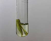 Scientists harness solar power to produce clean hydrogen from biomass