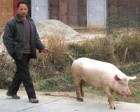 China reports suspected swine flu case