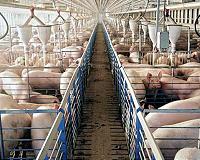 Meaty issue: Mock pork edges onto Southeast Asian plates