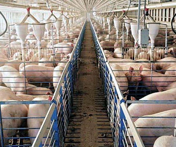 Spanish countryside rises up against 'pig factories'
