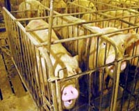 New York State Ponders Better Conditions For Farm Animals