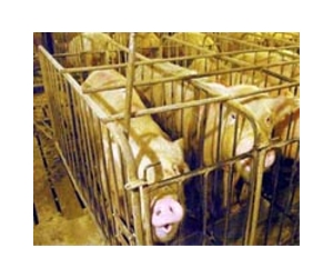 China agrees to resume US pork imports