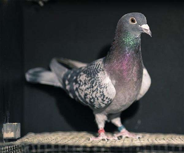 France's military pigeons race in memory of brave predecessors