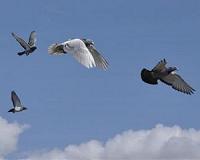 For pigeons, follow the leader is a matter of speed