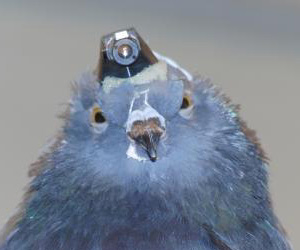 Auto-pilots need a birds-eye view