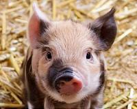 'World's ugliest pig' spotted in Indonesia