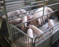 Pigs Prefer 3 Square Meals A Day