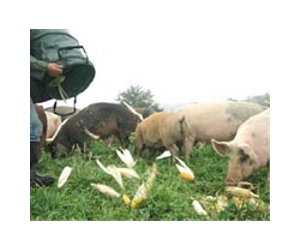 Britain defends shooting pigs for army medic training