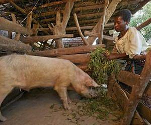Researchers propose new way to save Africa's beleaguered soils