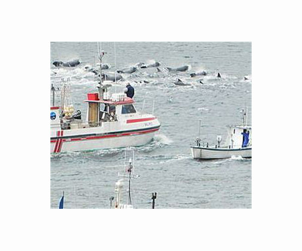 Faroe Islands to limit dolphin hunt quota to 500