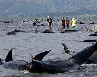 More than 130 pilot whales die in mass Australia beaching