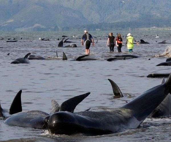 Hundreds of whales dead in Australia stranding