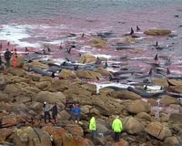 Rescuers release Australia's beached whales