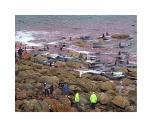 Ninety whales stranded on New Zealand beach