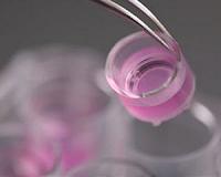 Protein conjugation method offers new possibilities for biomaterials