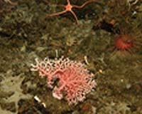 ROV Discovers Antarctic Seafloor Fauna