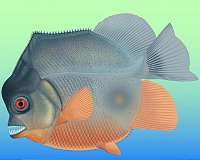 Scientists study scales that protect small Amazonian fish from piranhas