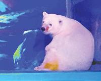 Spray-painted polar bear sparks alarm in Russia