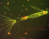 Food Source Threatened By Carbon Dioxide