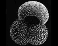 Stuck-in-the-mud plankton reveal ancient temperatures