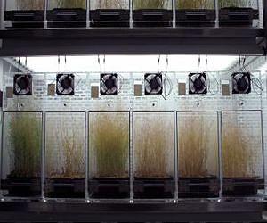 Plants adapt their defenses to the local pest community