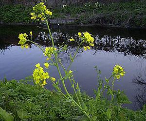 Protein plays role in helping plants see light