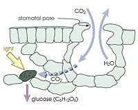 Ozone, Nitrogen Change The Way Rising CO2 Affects Earth's Water