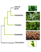 Family trees flourish on the Internet