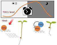Plant's response to heat stress fluctuates between day and night
