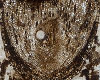 Scientists discover oldest plant root stem cells