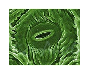 Adjustable valves gave ancient plants the edge
