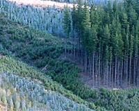 Exotic Timber Plantations Use Double The Water Of Native Forests