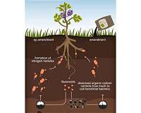 Plants manipulate their soil environment to assure a cheap, steady supply of nutrients