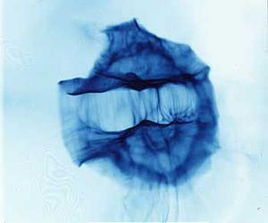 Livermore experiments illuminate how order arises in the cosmos