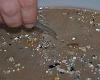 Tiny ocean creatures can shred a plastic bag into 1.75 million pieces