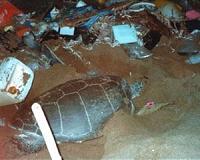 Race to rescue turtles entangled in plastic on Bangladesh beach