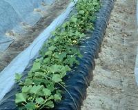 Study finds 2 biodegradable mulches to be suitable polyethylene alternatives