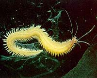 The Origin Of The Brain Lies In A Worm