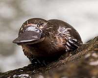 Saving lives with platypus milk