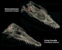 Inner ears of ancient, extinct sea monsters mirror those of today's animals